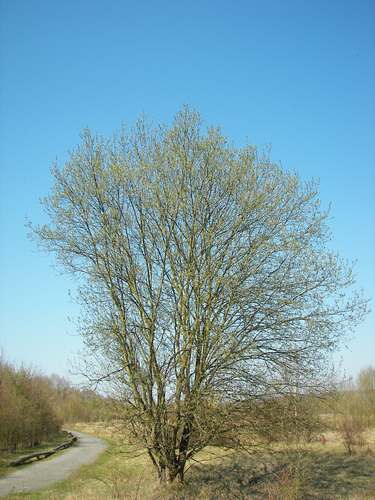 Salix caprea - boswilg